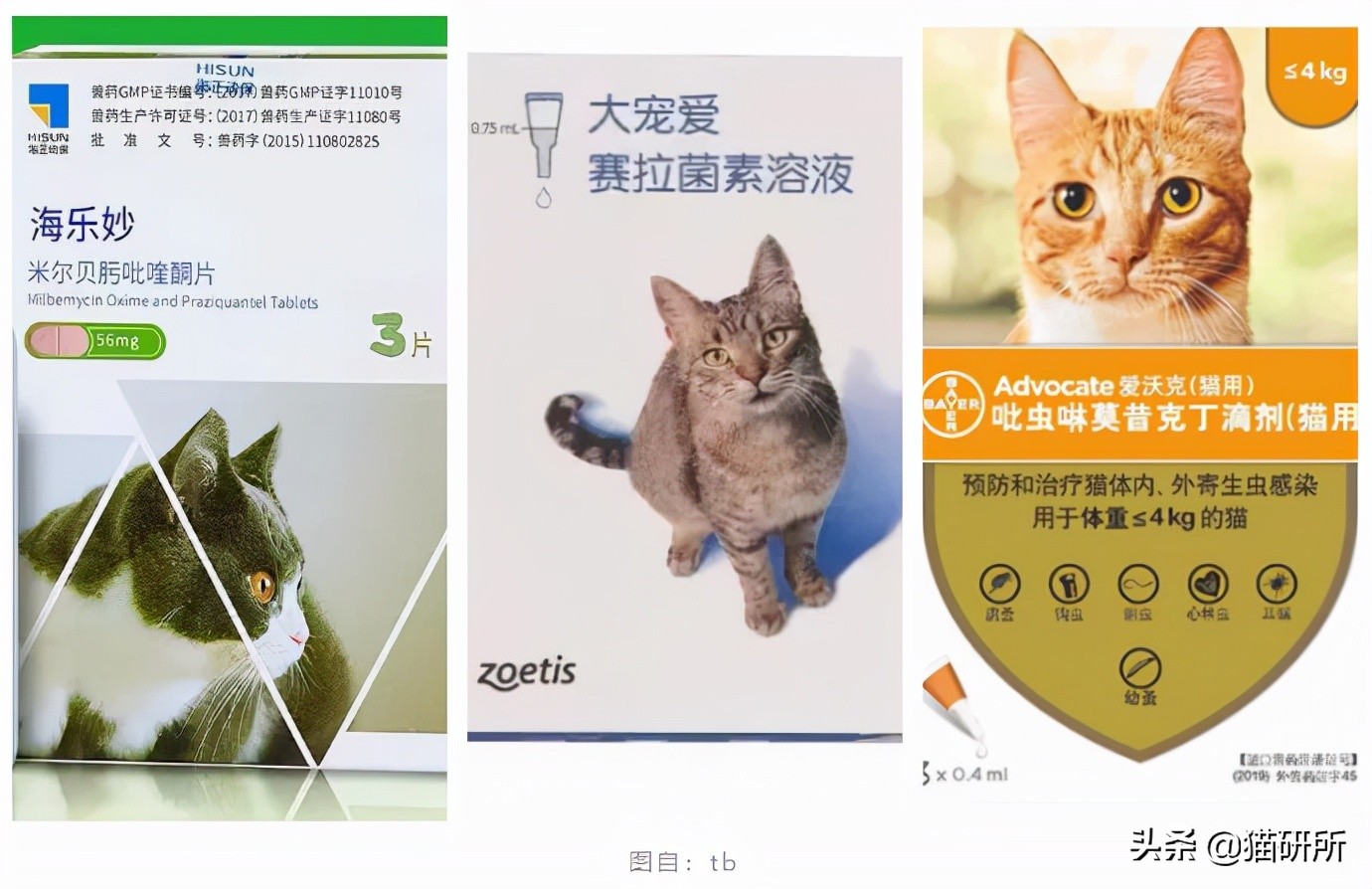 别再瞎用药了！猫咪耳螨，治疗真的很简单