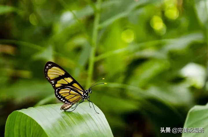 早安语录优美句子 朋友圈唯美句子