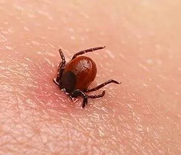 携带病毒、传染疾病！蚊虫叮咬别大意，这种情况赶快就医