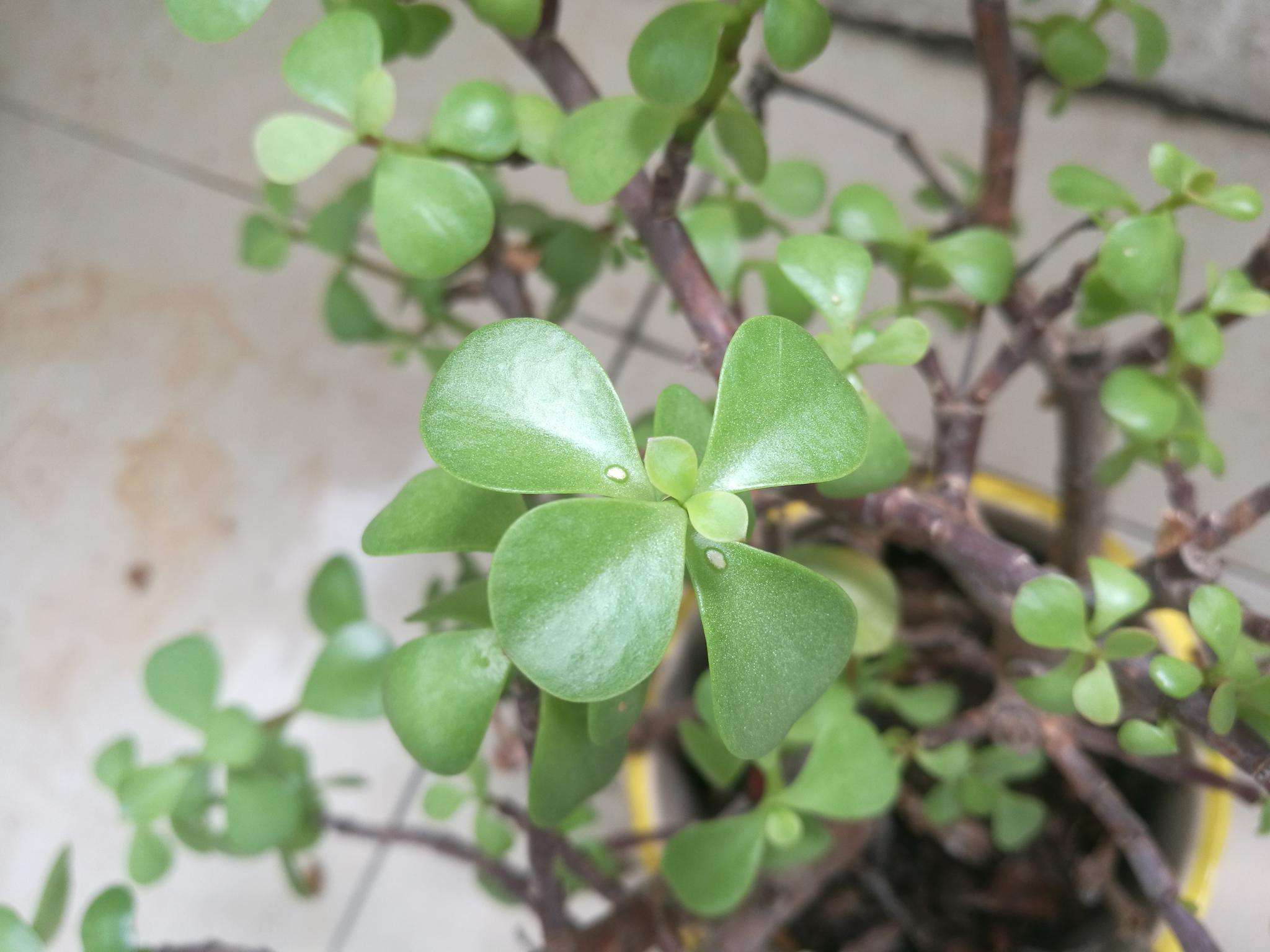 金枝玉叶常见的3种造型,照着养"颜值"翻倍,身价翻数倍