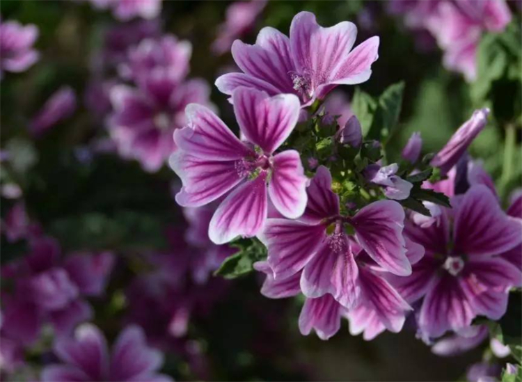 求原谅送什么花好（分享8种鲜花为爱谅解）