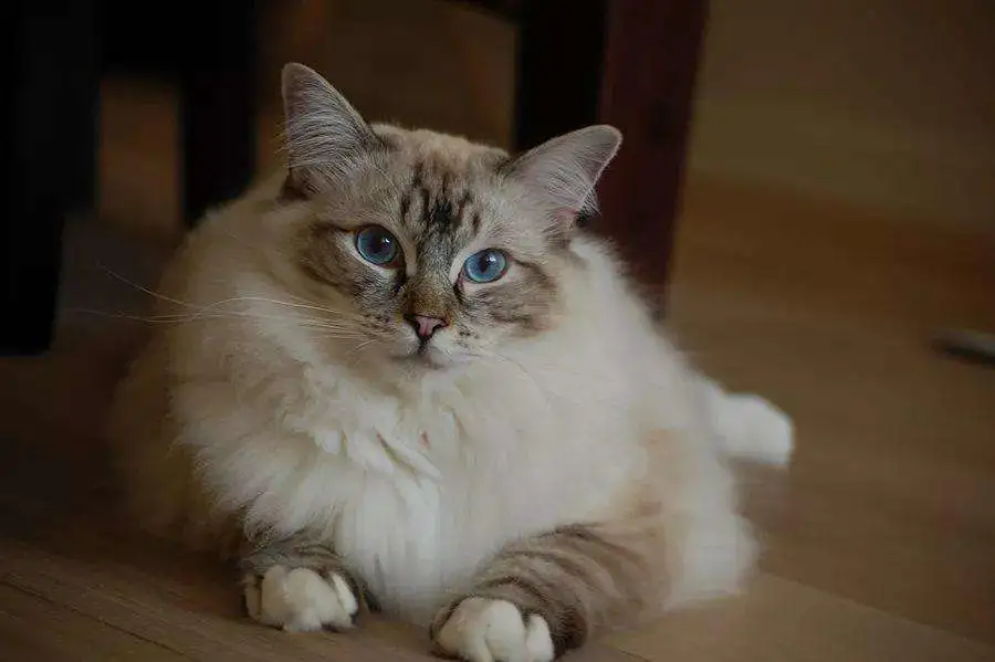 带你见识一下，能洗能遛，乖巧黏人的西伯利亚森林猫