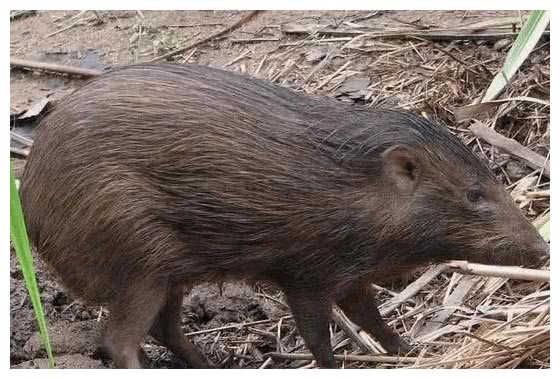 世界上最小的猪，人们一度以为野外已经灭绝，现在又重返大自然
