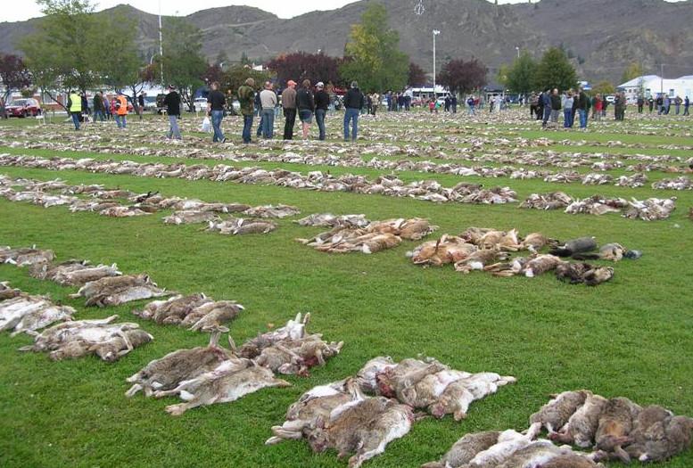 十只兔子的故事的真相(“人兔大战”150年缠斗，澳大利亚完败，100亿野兔泛滥为何不吃？)