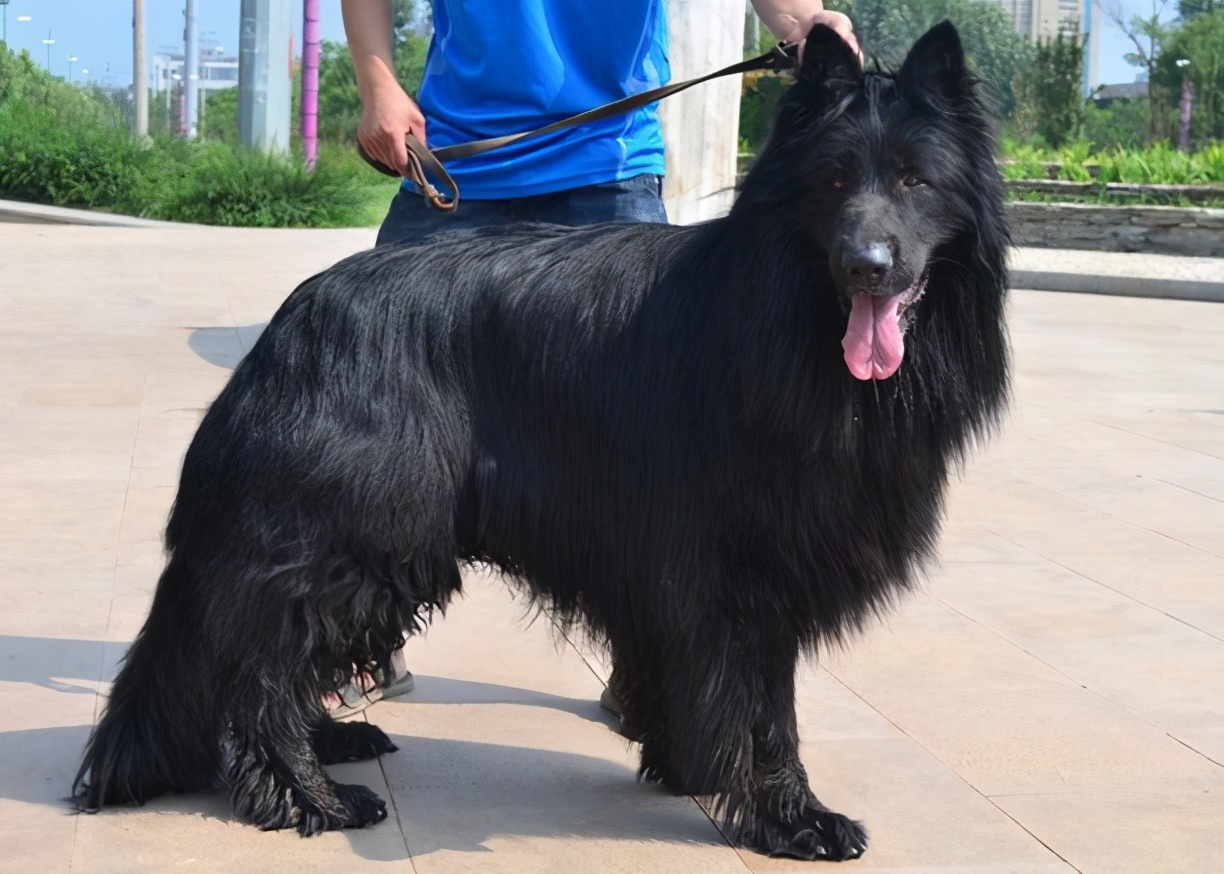 这6种黑色狗狗,都是很稀有的,你见过几种?