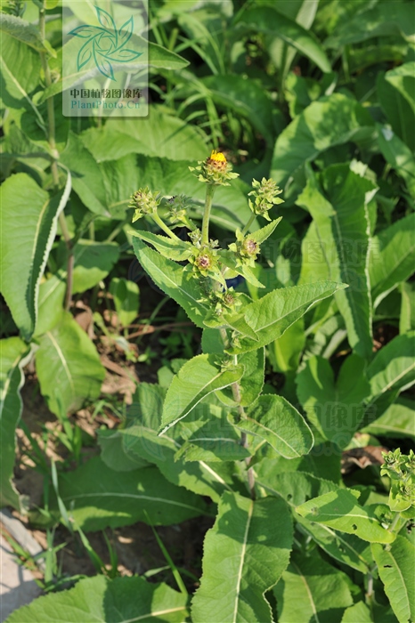 广木香图片(土木香)