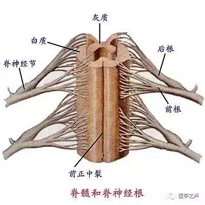 神经元结构示意图（神经元结构示意图手绘）-第48张图片-科灵网