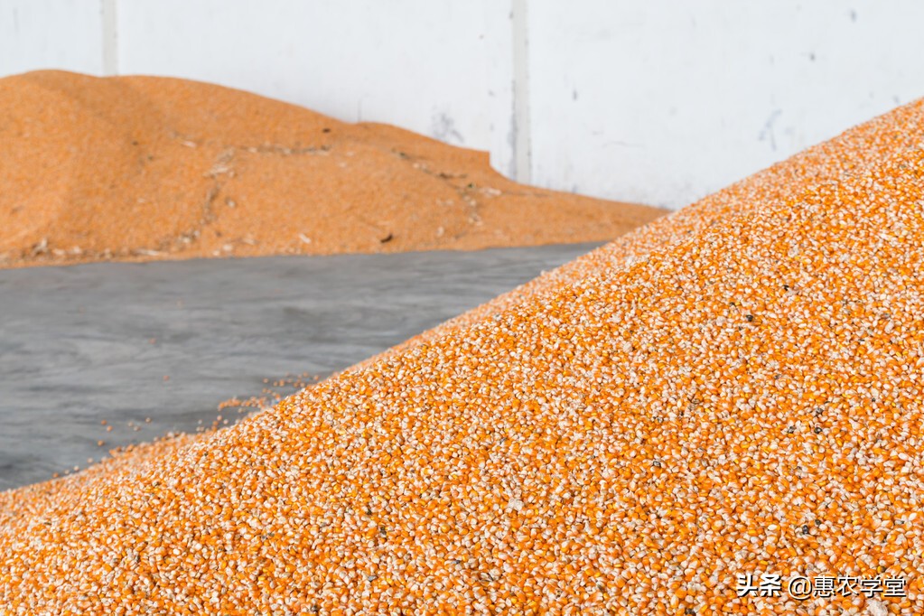 现在玉米价格多少钱一斤？还会涨吗？2021下半年玉米价格行情预测