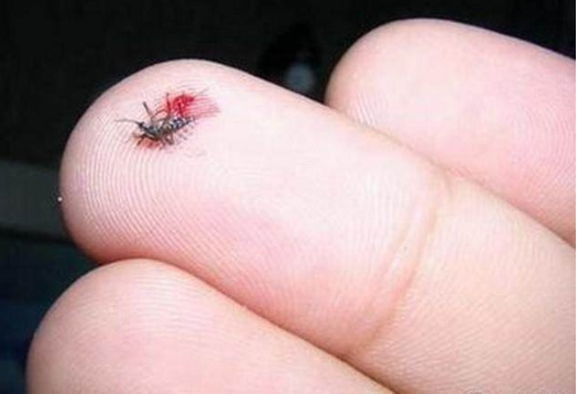 墨蚊子用什么办法驱除(教你1招快速驱除墨蚊)