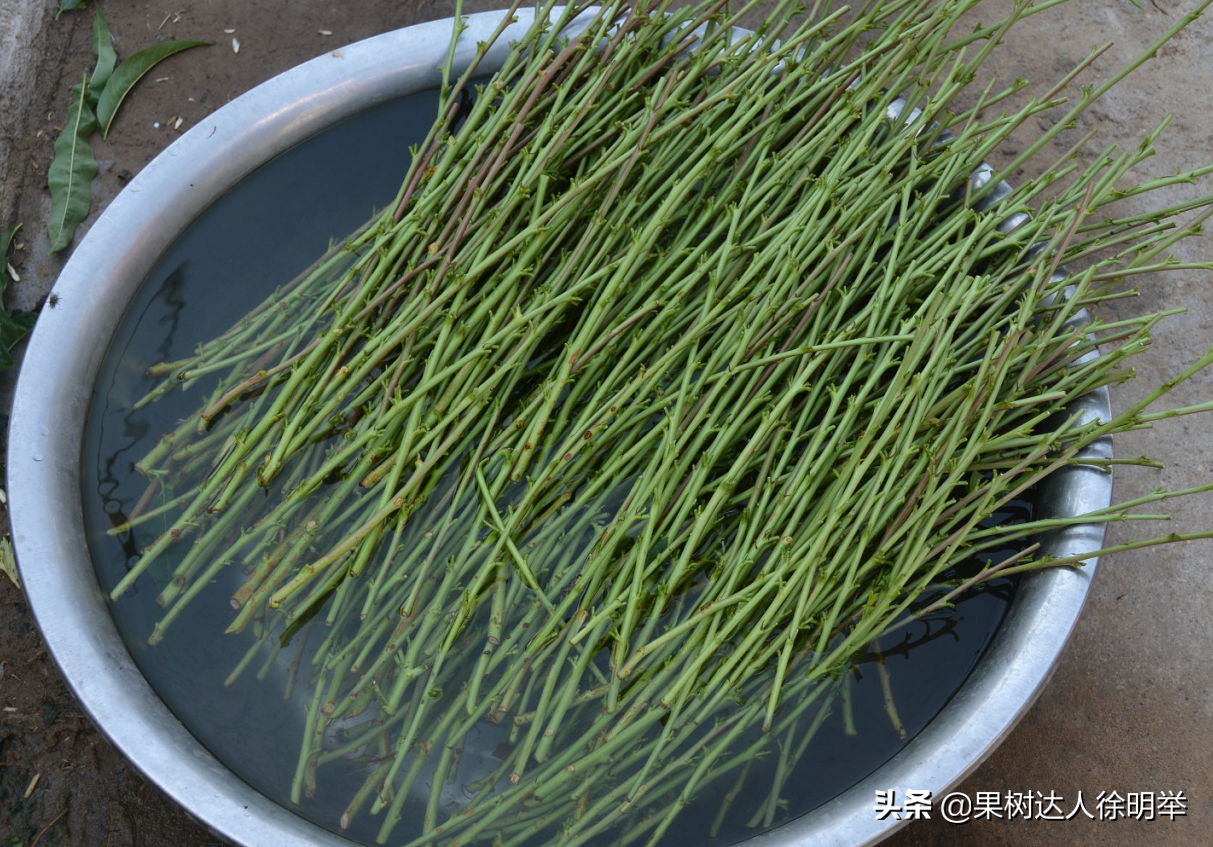 桃树夏季嫁接时间和方法（桃树夏天嫁接时间和方法）-第10张图片-昕阳网