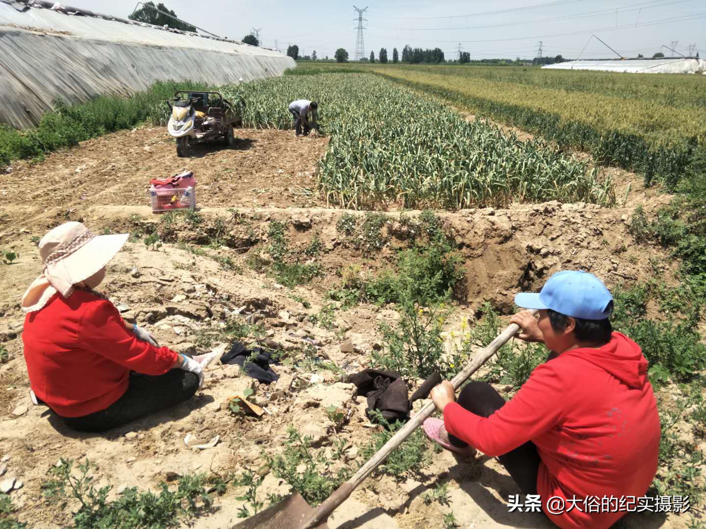 今日开封大蒜收斤价（今日开封高速封路情况最新）