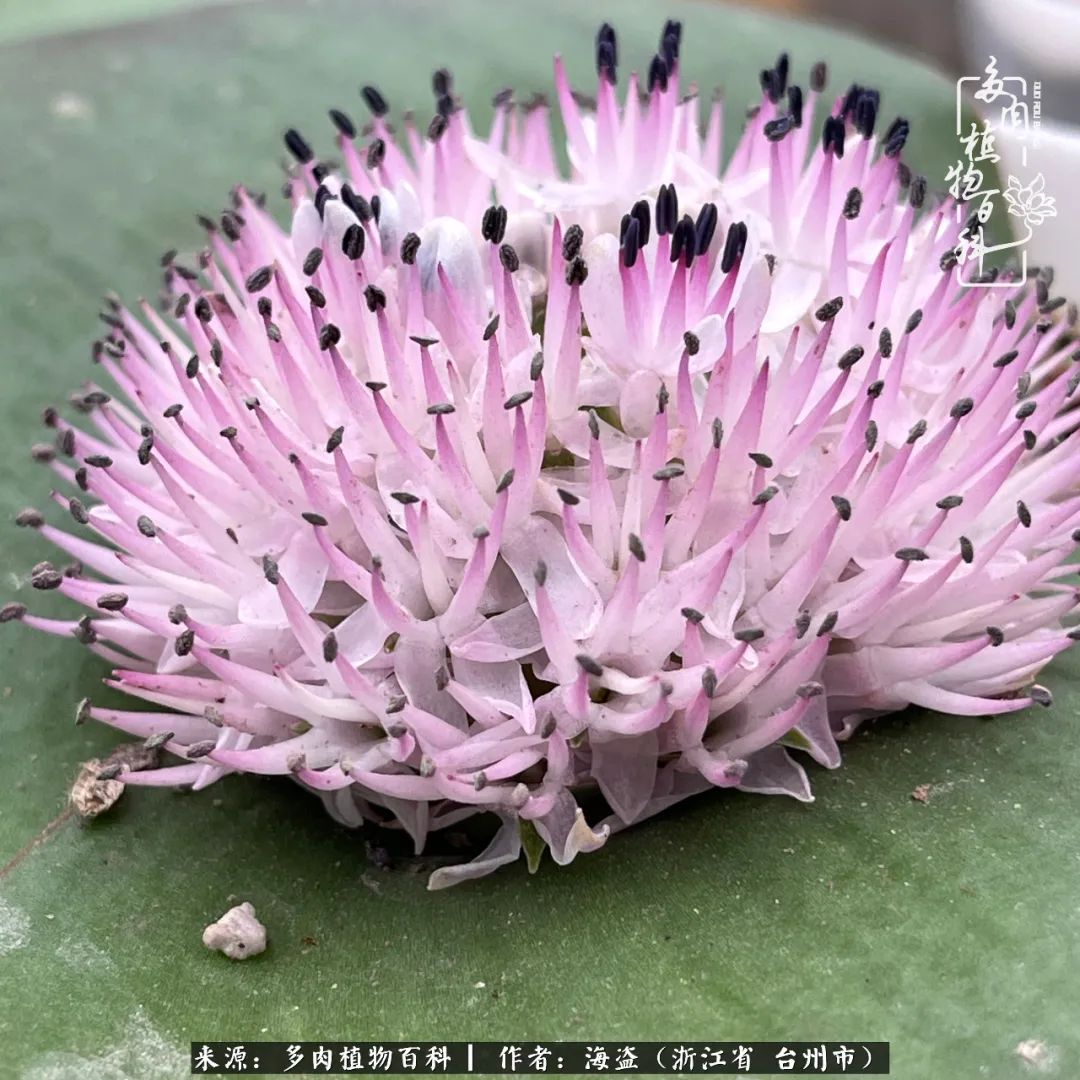 科普：“镜”花水月，鳞茎类“镜”属多肉的养护攻略