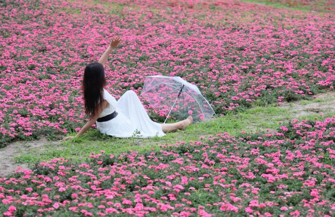 美丽玉溪|夏日绝美打卡地!红塔区这一片花海藏不住了
