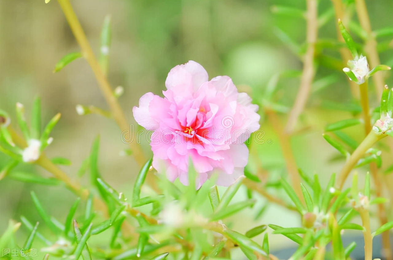 蓝雪花有毒吗（20种常见的安全花家里有孕妇小孩也不怕）