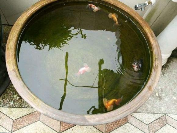 前几天养鱼老道给大家发了一个老邹大叔金鱼缸的视频,很多鱼友都看到