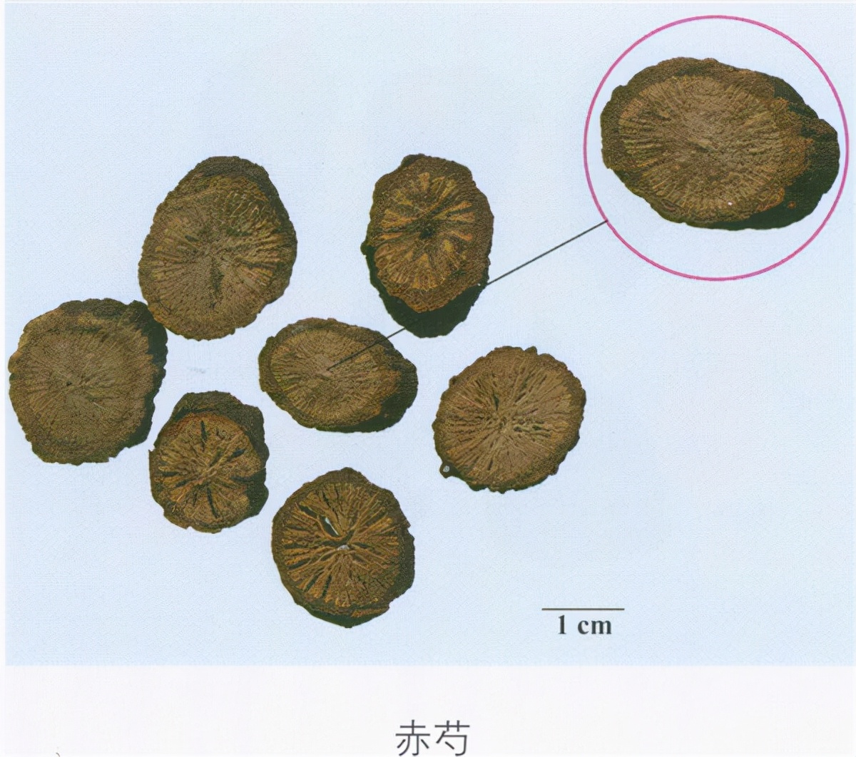 靈芝圖片大全大圖鑑別(中藥鑑定) - 赤虎壹號