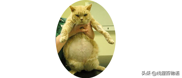 猫咪这些常见传染病，个个会致命