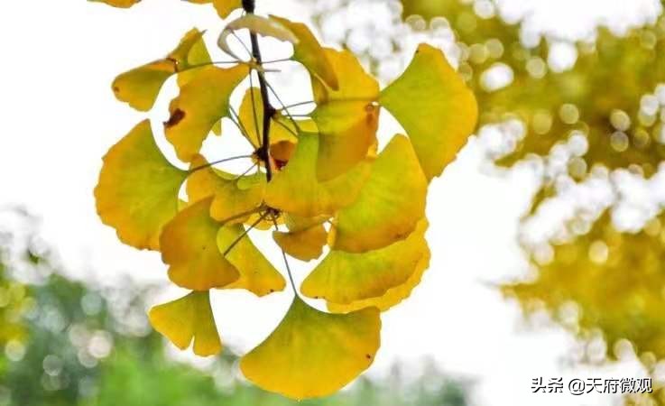 办特色学校·创卓越高中，来看新都香城中学的十年树木和芝兰玉树