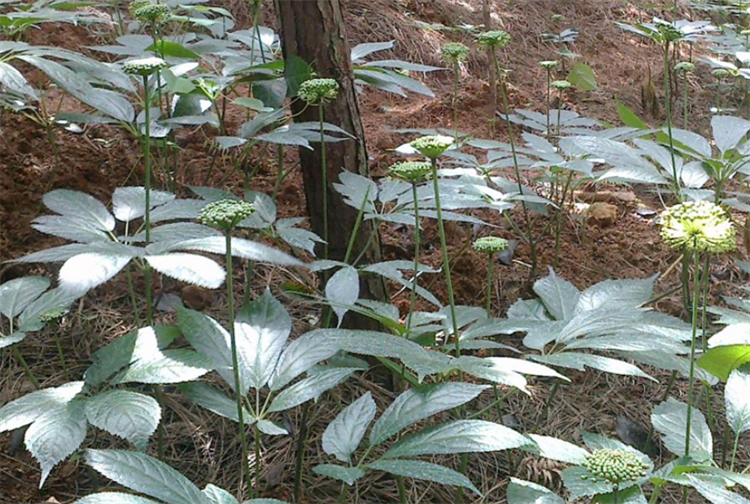 乡下大姨屋前的1种"假人参",种在盆里开绿花,才知是名贵三七