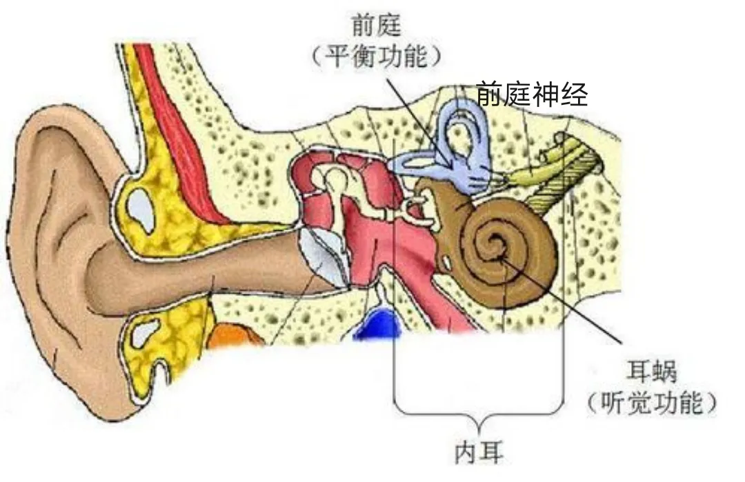 感冒后，竟然晕得天旋地转、呕吐不止！一查是耳朵里的神经发炎了