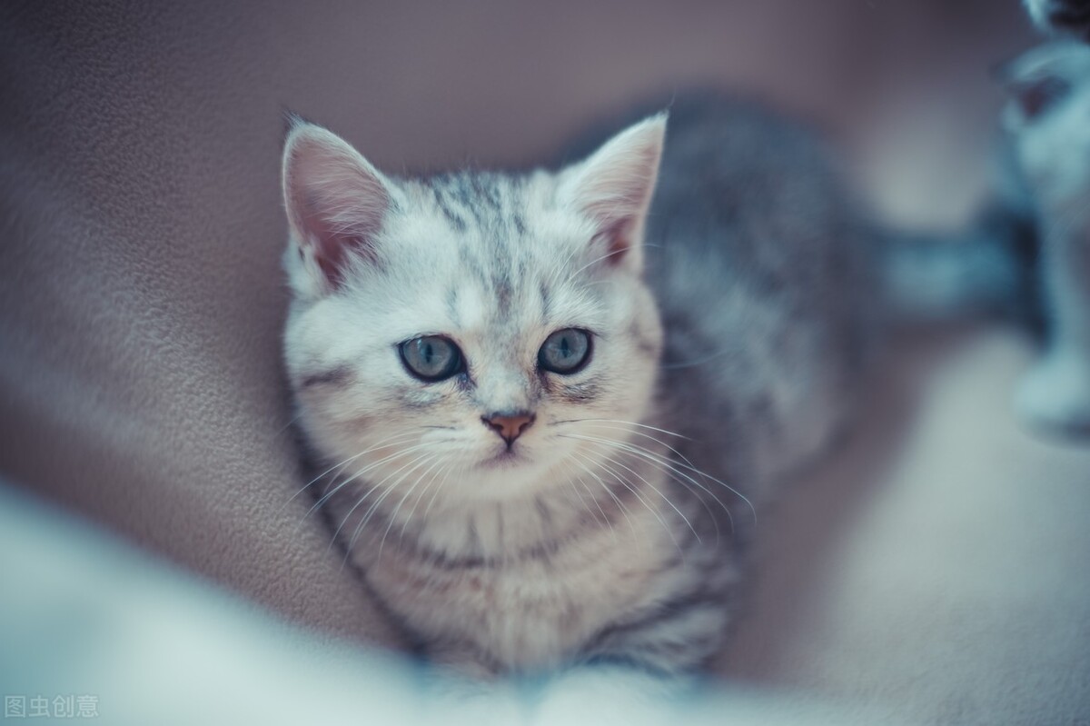 四大会计师事务所招聘方式 面试条件 晋升空间揭秘