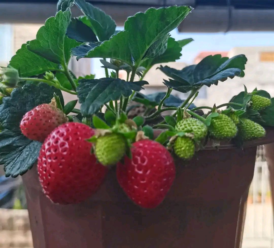 阳台草莓盆栽种植方法(阳台盆栽草莓怎么养怎么浇水)