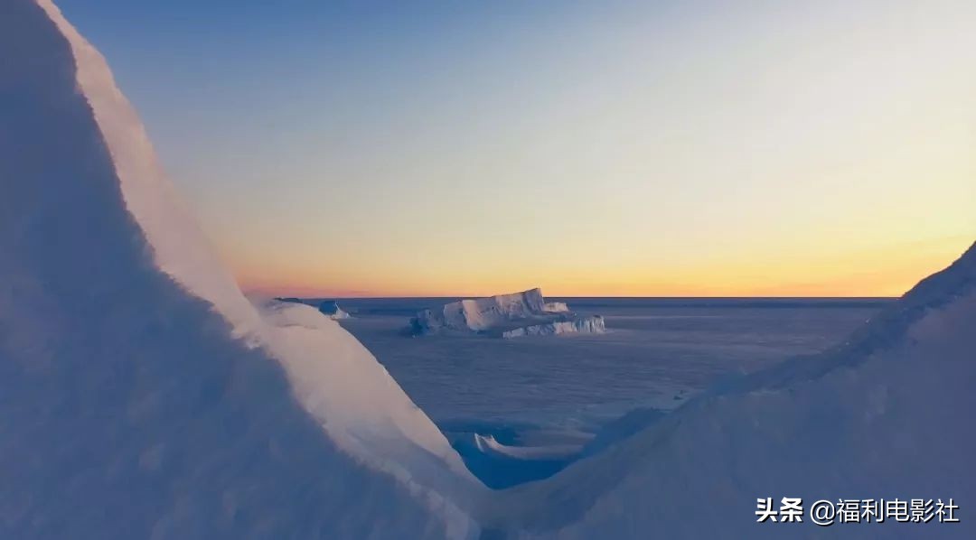9.9分南极纪录片来了：信天翁为何要绝种？常连自己孩子都不认识