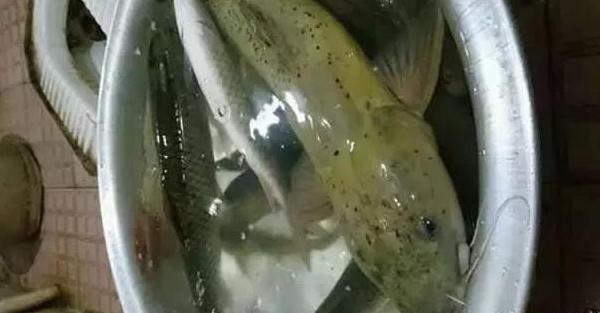 剑鱼多少钱一斤外形像鲶鱼