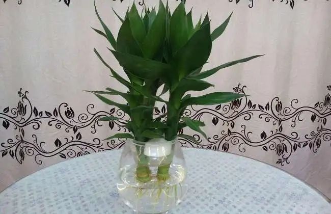 常见50种植物（50种常见的室内盆栽绿化植物）