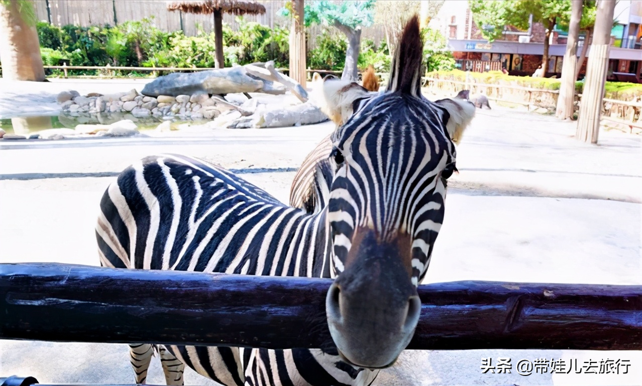 中国首座国家级野生动物园，上海必游5A级景区，休闲遛娃好去处