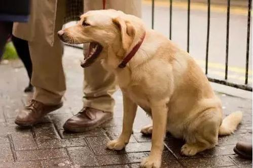 狗狗生气的几大行为，你都知道哪些呢？