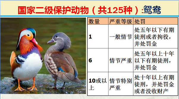 国家保护动物分几个等级（125类二级野生保护名录）