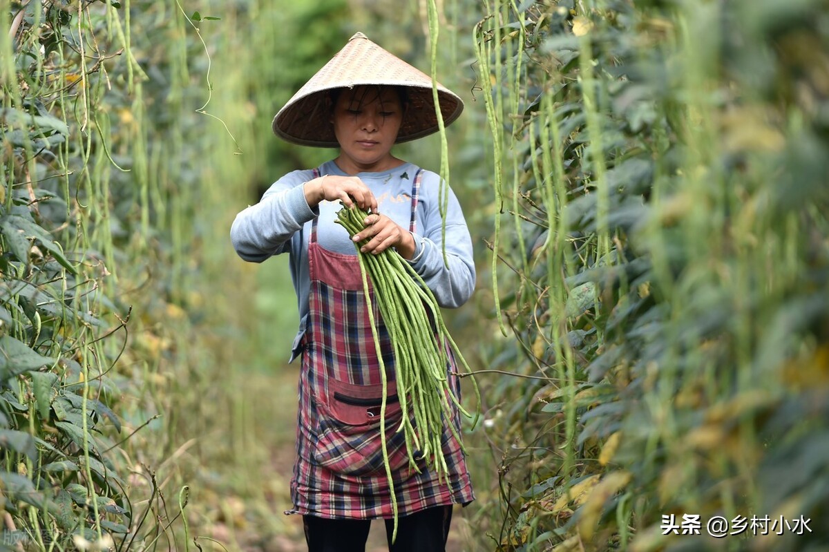 缸豆,缸豆和豇豆的区别