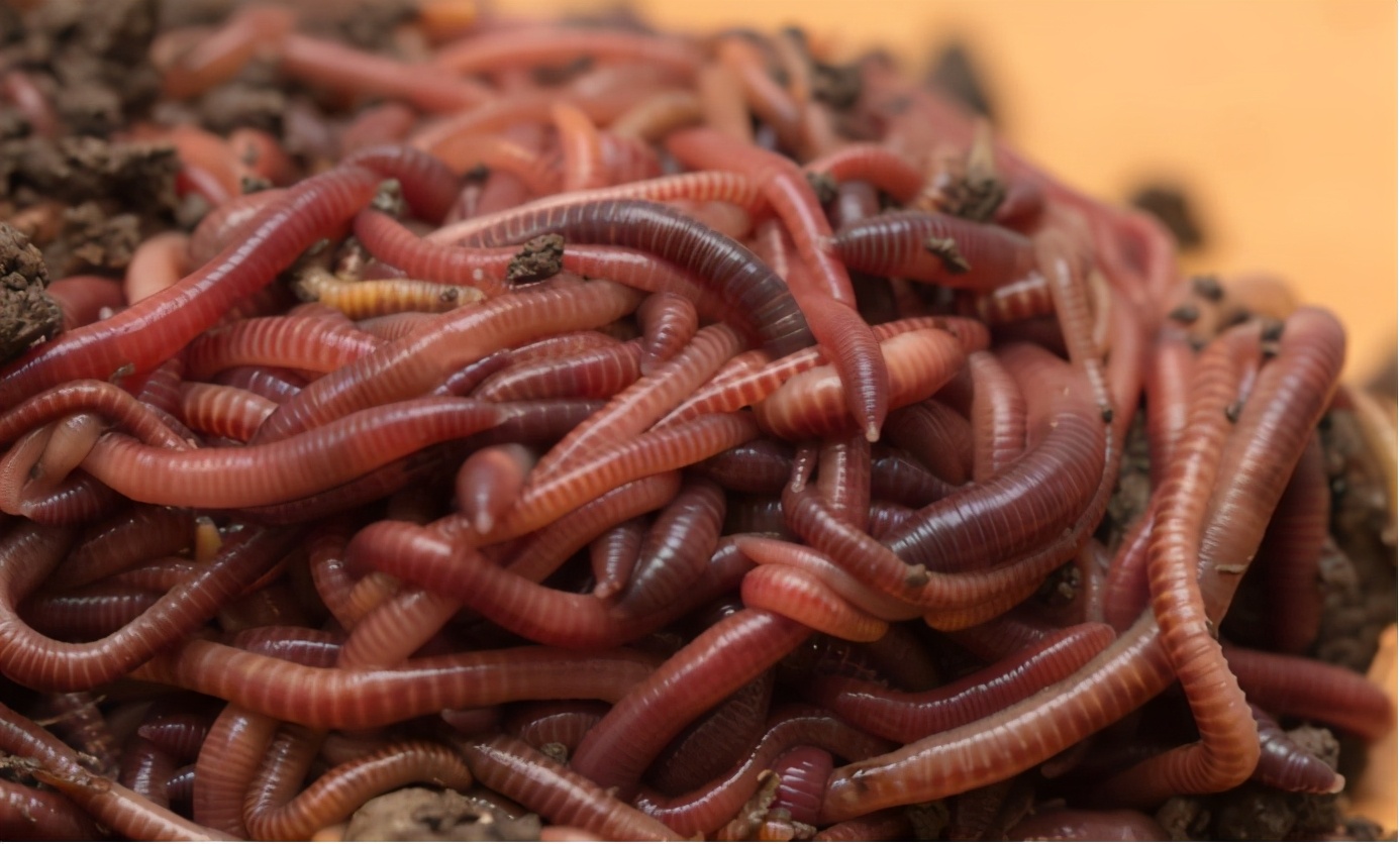 蠕虫怪异蠕虫入侵美国