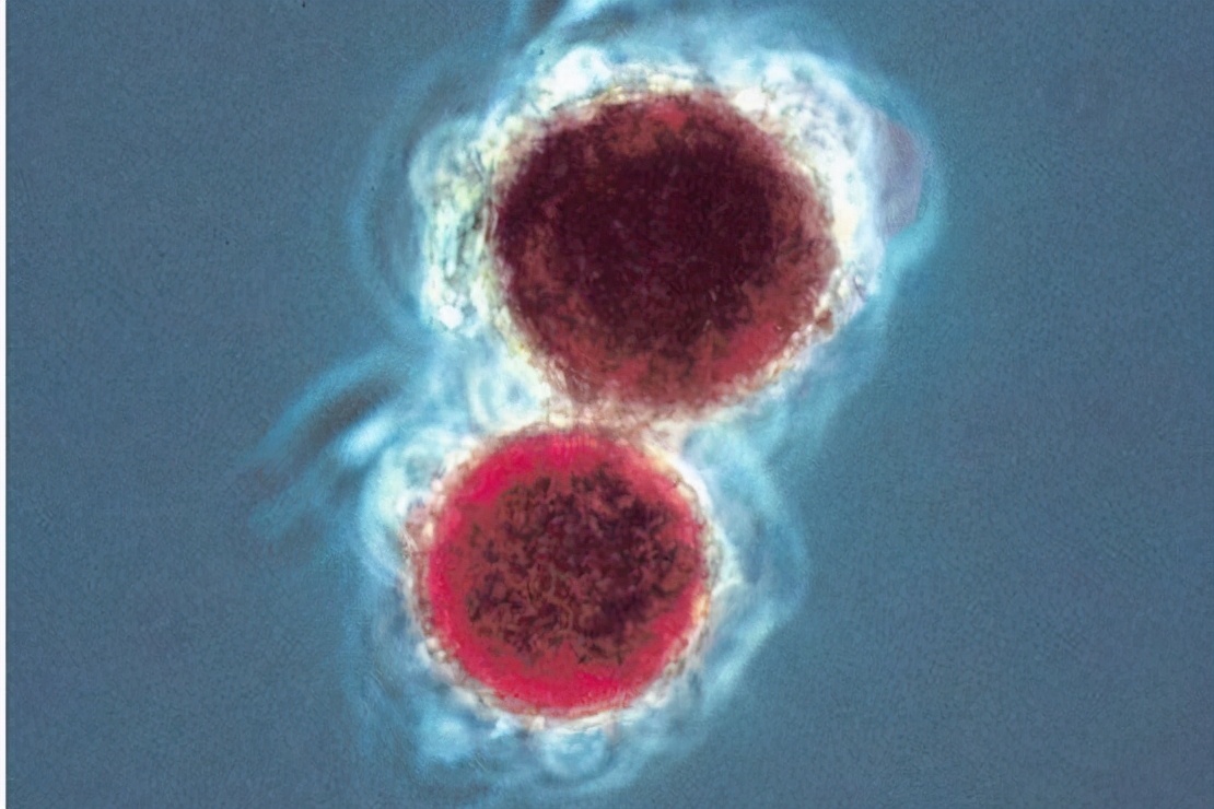 南极出现西瓜瓤般的红雪,闻起来还有西瓜味,却和西瓜没半点关系