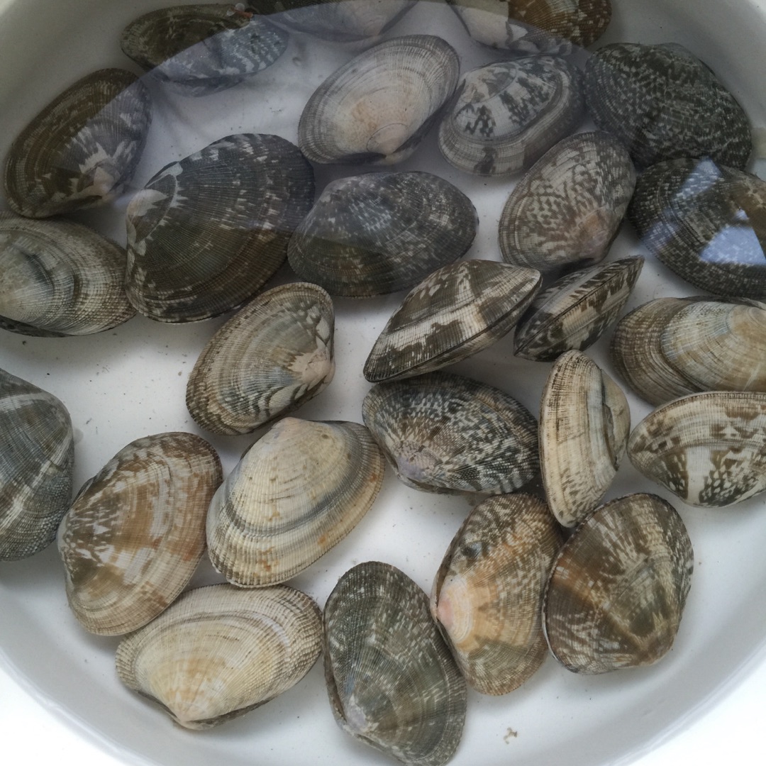 你究竟吃的是花甲粉丝还是沙甲粉丝呢?