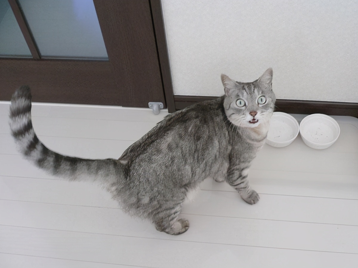 猫咪拉稀怎么解决？