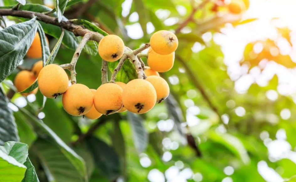 五月枇杷黄似橘，古诗词里的枇杷，这12首古诗你都知道吗？