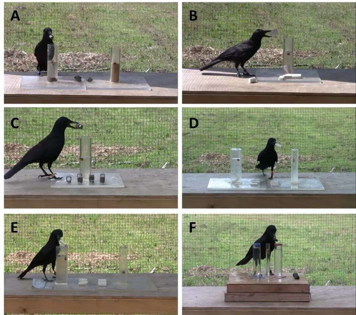 乌鸦为什么像写字台 乌鸦为什么像写字台下一句 - 科技田(www.