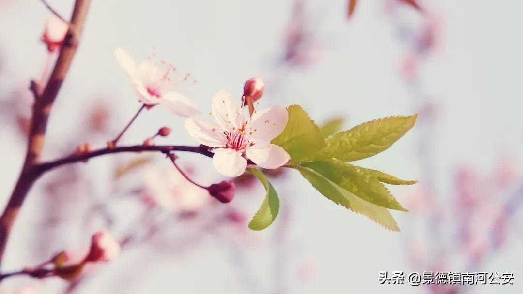 诗词丨20首洗涤心灵的诗词：岁月常静好，人间最值得！