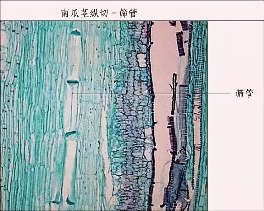 那些蕴含着生物学知识的谚语