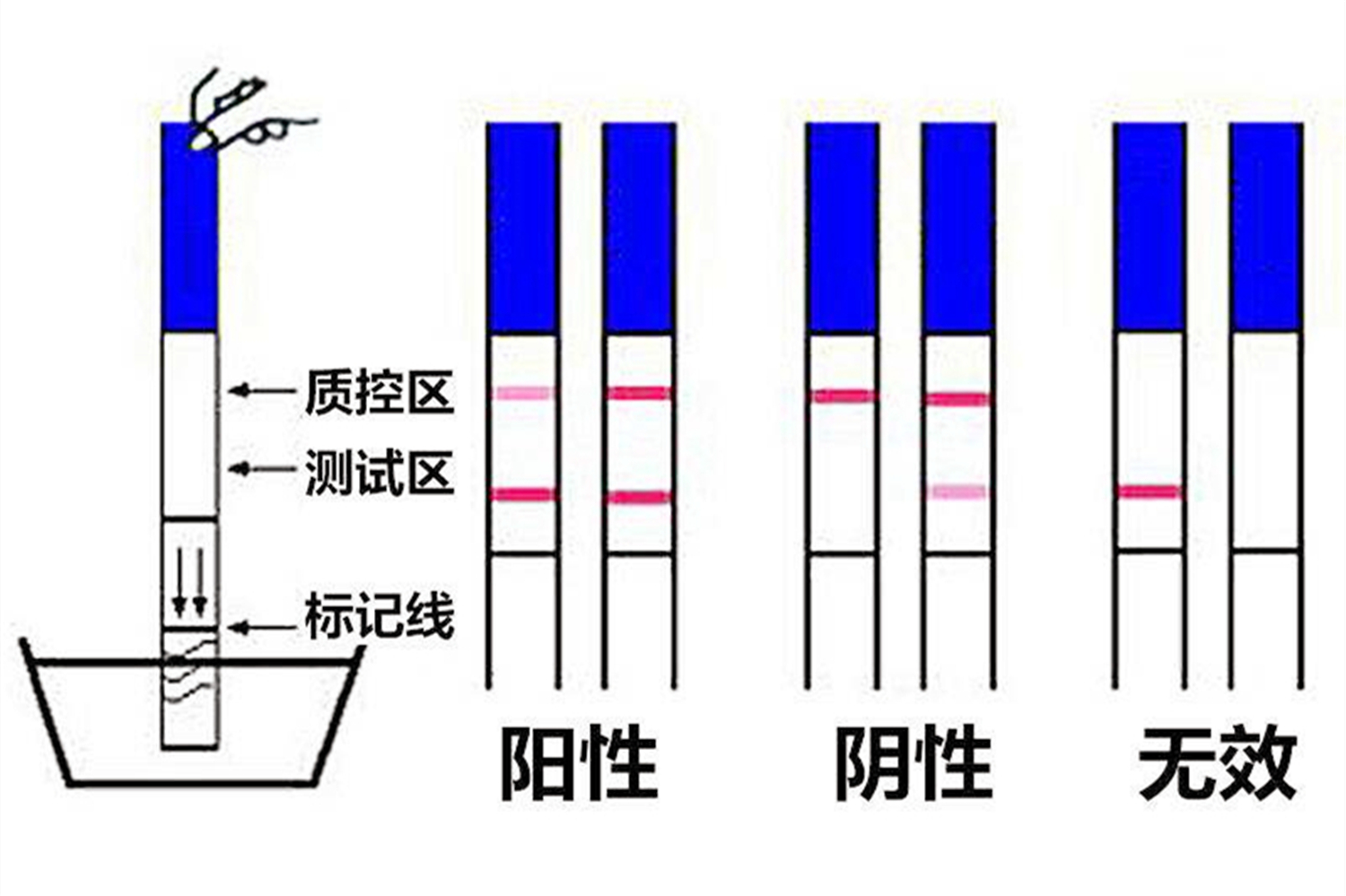 排卵期持续时间多久(排卵期、受孕期、预产期怎么计算？掌握这些方法，才能正确护理)