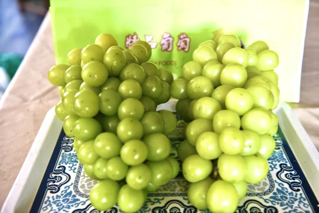 阳光玫瑰和晴王的区别（崇明又添佳果葡萄中爱马仕大丰收）