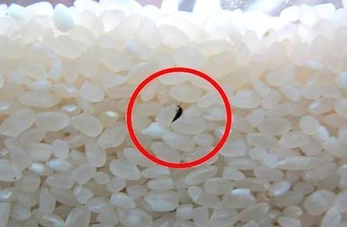 大米生虫怎么办大米生虫怎么办百度网盘