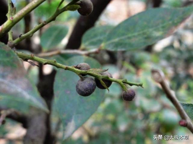 南烛子,见过吗?乌饭树的果,能补肝肾,强筋骨,固精气