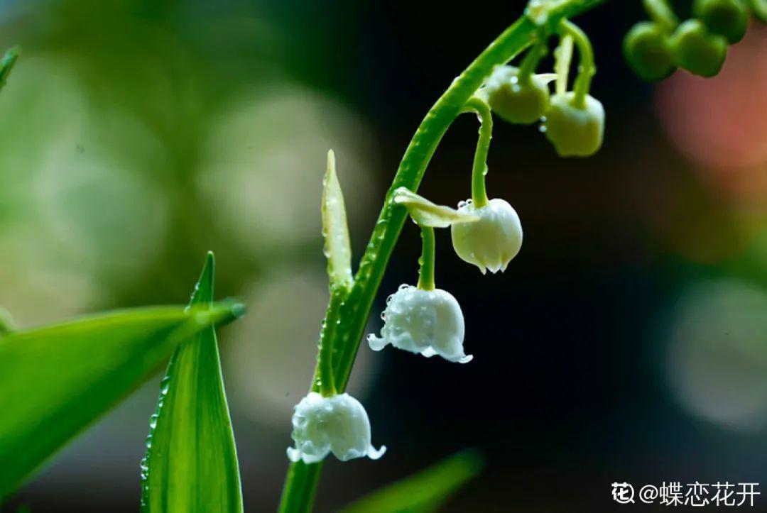 铃兰花的种植时间和开花时间（铃兰花的种植方法）-第2张图片-科灵网