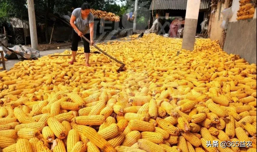 赣州玉米今日行情多少钱一斤「玉米期货今日行情」