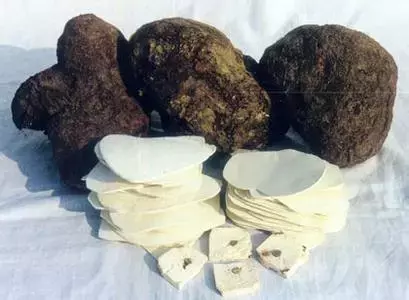 看图识药 | 茯苓&茯神:本是"同根生",又有何区别?