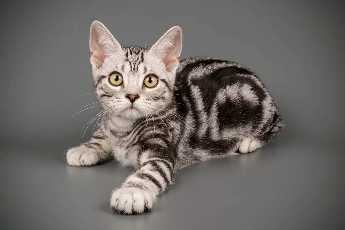 美国短毛猫丨银虎斑