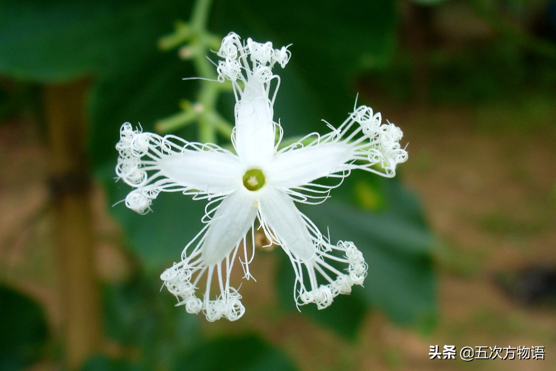 伊麗莎白瓜的營養(yǎng)價值,伊麗莎白瓜的營養(yǎng)價值及功效與作用